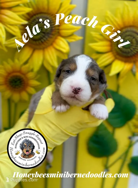 Aela’s Peach Girl  – Miniature Bernedoodle puppy for sale in Brighton, CO