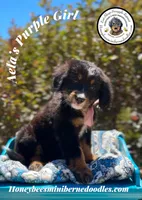 Aela’s Purple Girl , a female Miniature Bernedoodle for sale in Brighton, CO – 9 of 10