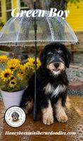 Green Boy (Willow’s), a male Bernedoodle for sale in Brighton, CO – 3 of 10