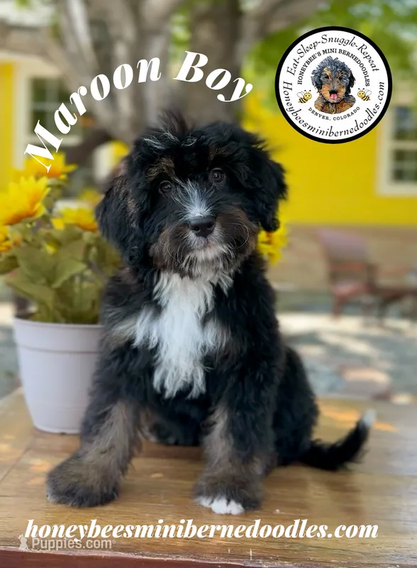 Maroon Boy (Aela’s) – Bernedoodle puppy for sale in Brighton, CO