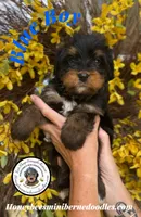 Blue Boy (Aela’s), a male Bernedoodle for sale in Brighton, CO – 1 of 8