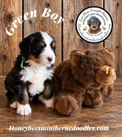 Juni’s Green Boy , a male Miniature Bernedoodle for sale in Brighton, CO – 4 of 10