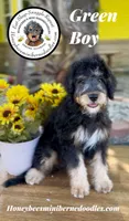 Green Boy (Willow’s), a male Bernedoodle for sale in Brighton, CO – 4 of 10