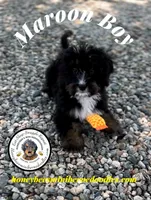 Maroon Boy (Aela’s), a male Bernedoodle for sale in Brighton, CO – 7 of 10