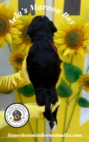 Maroon Boy (Aela’s), a male Bernedoodle for sale in Brighton, CO – 8 of 8