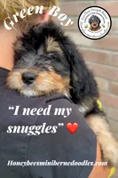 Green Boy (Willow’s), a male Bernedoodle for sale in Brighton, CO – 6 of 10