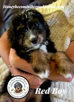 Gracie’s Tricolor Red Boy, a male Miniature Bernedoodle for sale in Brighton, CO – 8 of 10