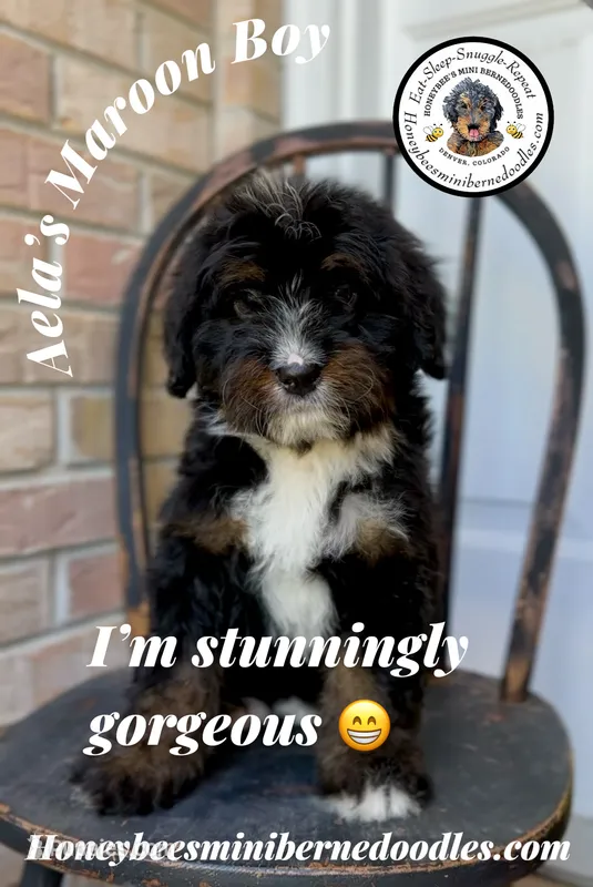 Aela’s Maroon Boy – Miniature Bernedoodle puppy for sale in Brighton, CO