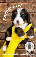 Juni’s Purple Girl , a female Miniature Bernedoodle for sale in Brighton, CO – 1 of 9