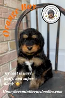Willow’s Orange Boy, a male Miniature Bernedoodle for sale in Brighton, CO – 1 of 7