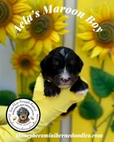 Maroon Boy (Aela’s), a male Bernedoodle for sale in Brighton, CO – 5 of 8