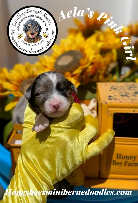 Aela’s Pink Girl  – Miniature Bernedoodle puppy for sale in Brighton, CO