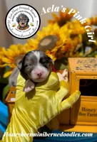 Aela’s Pink Girl , a female Miniature Bernedoodle for sale in Brighton, CO – 1 of 6