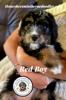 Gracie’s Tricolor Red Boy, a male Miniature Bernedoodle for sale in Brighton, CO – 10 of 10