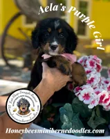 Aela’s Purple Girl , a female Miniature Bernedoodle for sale in Brighton, CO – 2 of 10