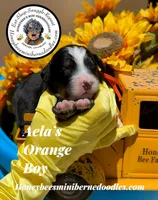 Aela’s Orange Boy, a male Miniature Bernedoodle for sale in Brighton, CO – 3 of 6