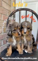 Aela’s Gray Boy, a male Miniature Bernedoodle for sale in Brighton, CO – 10 of 10