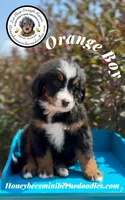 Aela’s Orange Boy, a male Miniature Bernedoodle for sale in Brighton, CO – 4 of 9