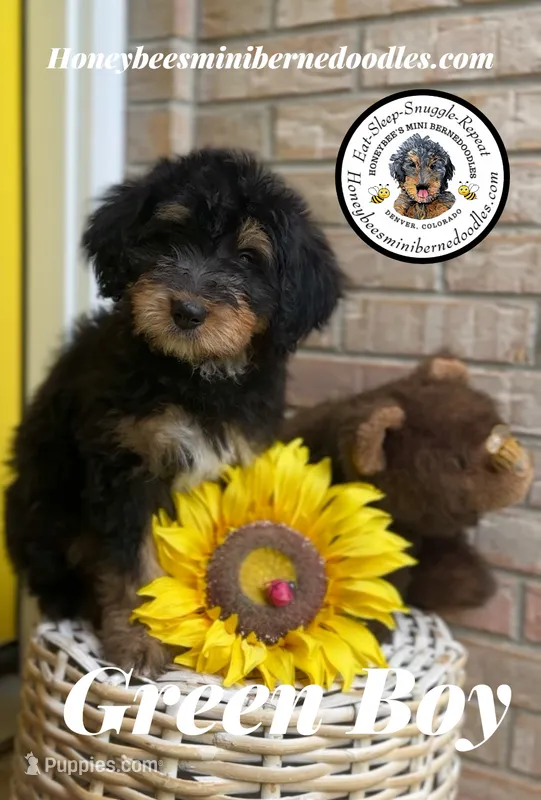 Willow’s Green Boy  – Miniature Bernedoodle puppy for sale in Brighton, CO