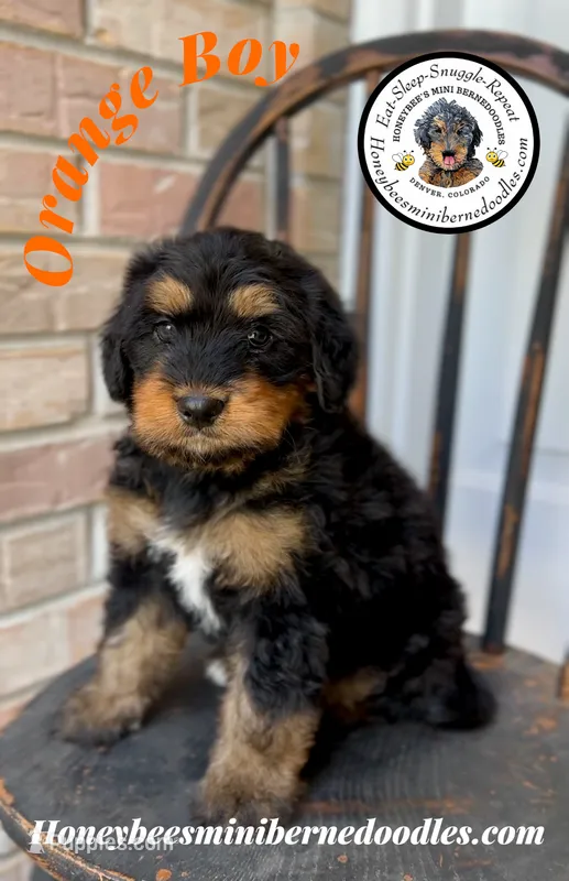Willow’s Orange Boy – Miniature Bernedoodle puppy for sale in Brighton, CO