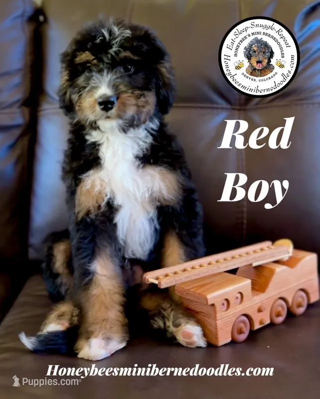 Gracie’s Tricolor Red Boy – Bernedoodle puppy for sale in Brighton, CO