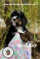 Red Boy, a male Miniature Bernedoodle for sale in Brighton, CO – 7 of 9