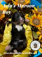 Aela’s Maroon Boy, a male Miniature Bernedoodle for sale in Brighton, CO – 3 of 5