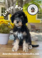 Green Boy (Willow’s), a male Bernedoodle for sale in Brighton, CO – 8 of 10