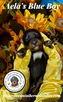 Aela’s Blue Boy, a male Miniature Bernedoodle for sale in Brighton, CO – 2 of 5