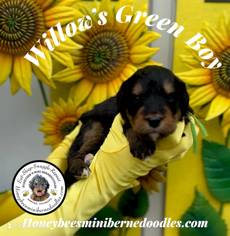 Willow’s Green Boy  – Miniature Bernedoodle puppy for sale in Brighton, CO