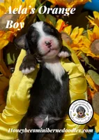 Aela’s Orange Boy, a male Miniature Bernedoodle for sale in Brighton, CO – 4 of 6