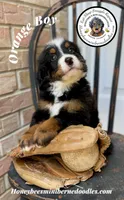 Orange Boy (Aela’s), a male Bernedoodle for sale in Brighton, CO – 5 of 10