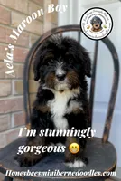 Maroon Boy (Aela’s), a male Bernedoodle for sale in Brighton, CO – 1 of 10