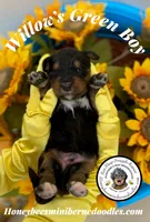 Willow’s Green Boy , a male Miniature Bernedoodle for sale in Brighton, CO – 3 of 5