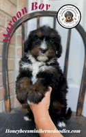 Maroon Boy (Aela’s), a male Bernedoodle for sale in Brighton, CO – 4 of 8