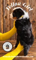Juni’s Yellow Girl, a female Miniature Bernedoodle for sale in Brighton, CO – 4 of 9