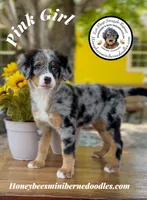 Pink Girl (Aela’s), a female Bernedoodle for sale in Brighton, CO – 2 of 10