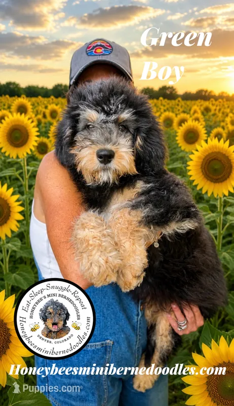Green Boy (Willow’s) – Bernedoodle puppy for sale in Brighton, CO