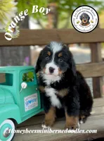 Orange Boy (Aela’s), a male Bernedoodle for sale in Brighton, CO – 2 of 10