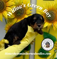 Green Boy (Willow’s), a male Bernedoodle for sale in Brighton, CO – 7 of 10