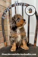 Gray Boy (Aela’s), a male Bernedoodle for sale in Brighton, CO – 2 of 6