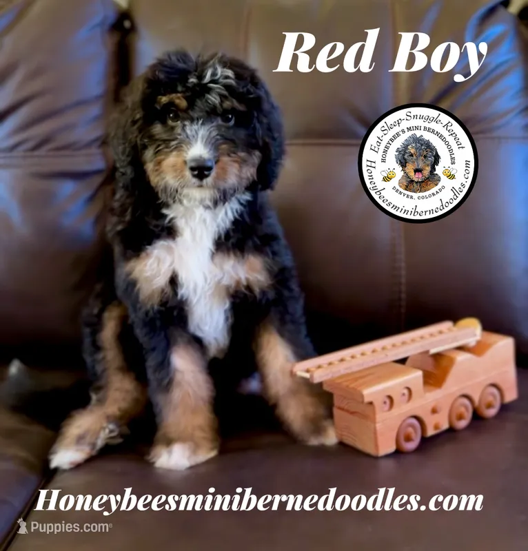 Gracie’s Tricolor Red Boy – Miniature Bernedoodle puppy for sale in Brighton, CO