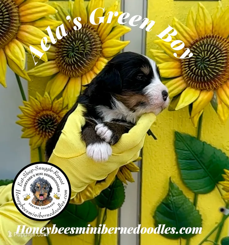 Aela’s Green Boy  – Miniature Bernedoodle puppy for sale in Brighton, CO