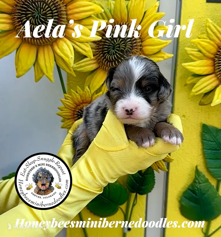 Aela’s Pink Girl  – Miniature Bernedoodle puppy for sale in Brighton, CO