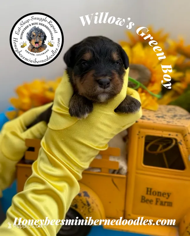 Willow’s Green Boy  – Miniature Bernedoodle puppy for sale in Brighton, CO