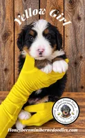Juni’s Yellow Girl, a female Miniature Bernedoodle for sale in Brighton, CO – 5 of 9