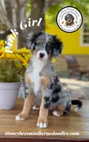 Pink Girl (Aela’s), a female Bernedoodle for sale in Brighton, CO – 3 of 10