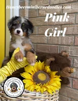 Pink Girl (Aela’s), a female Bernedoodle for sale in Brighton, CO – 6 of 10
