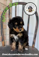 Willow’s Green Boy , a male Miniature Bernedoodle for sale in Brighton, CO – 3 of 10