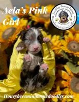 Aela’s Pink Girl , a female Miniature Bernedoodle for sale in Brighton, CO – 3 of 6